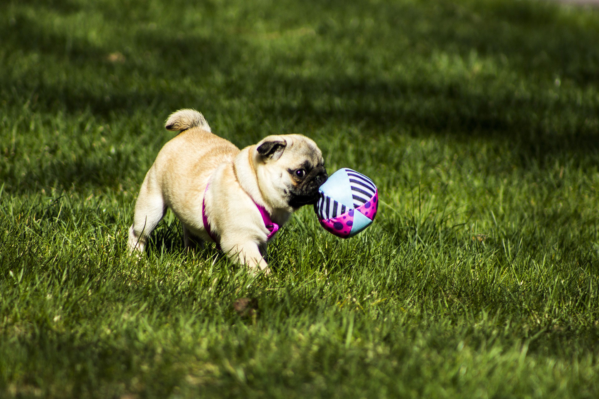 pug dog playing with ball