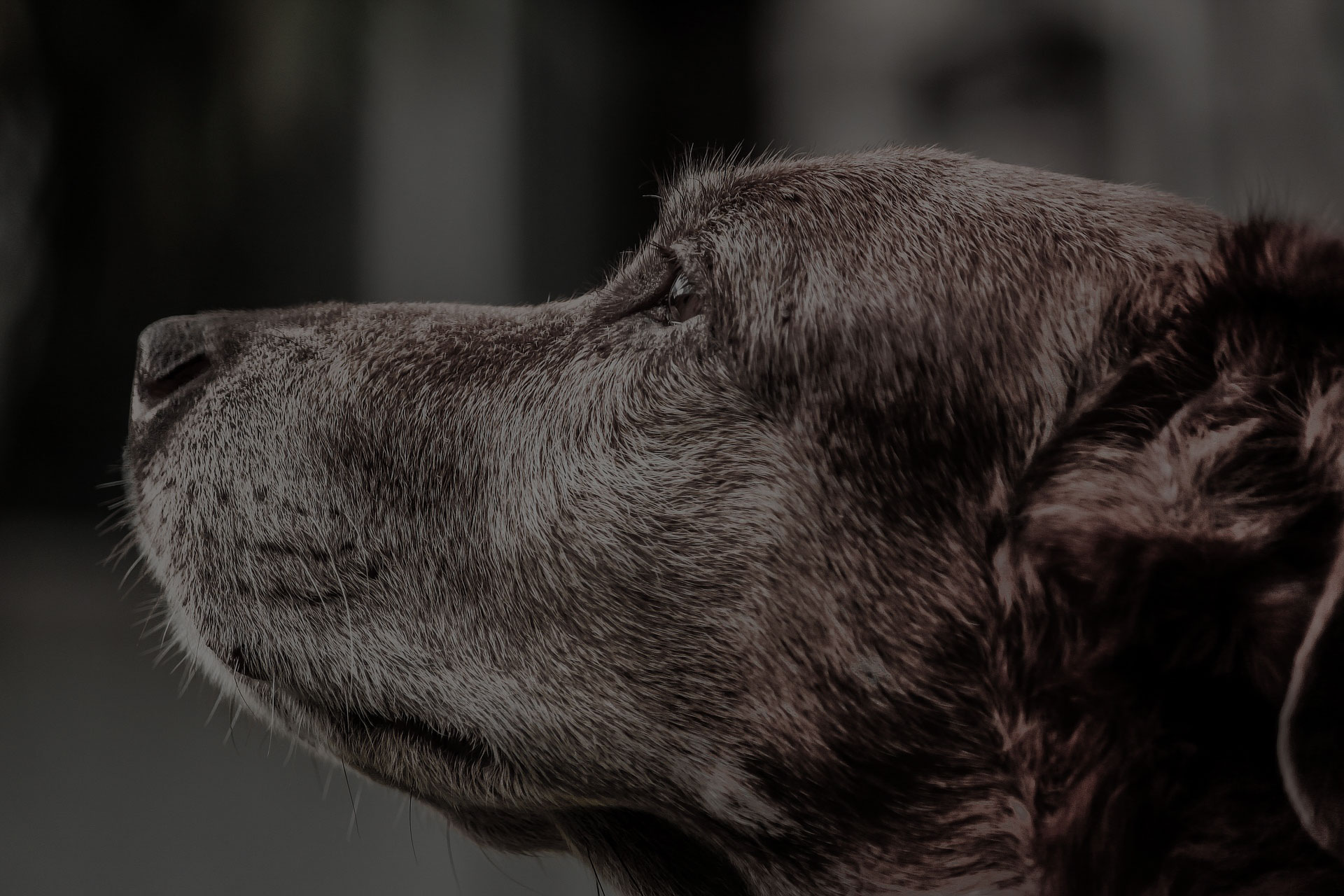 close up black brown dog staring other side