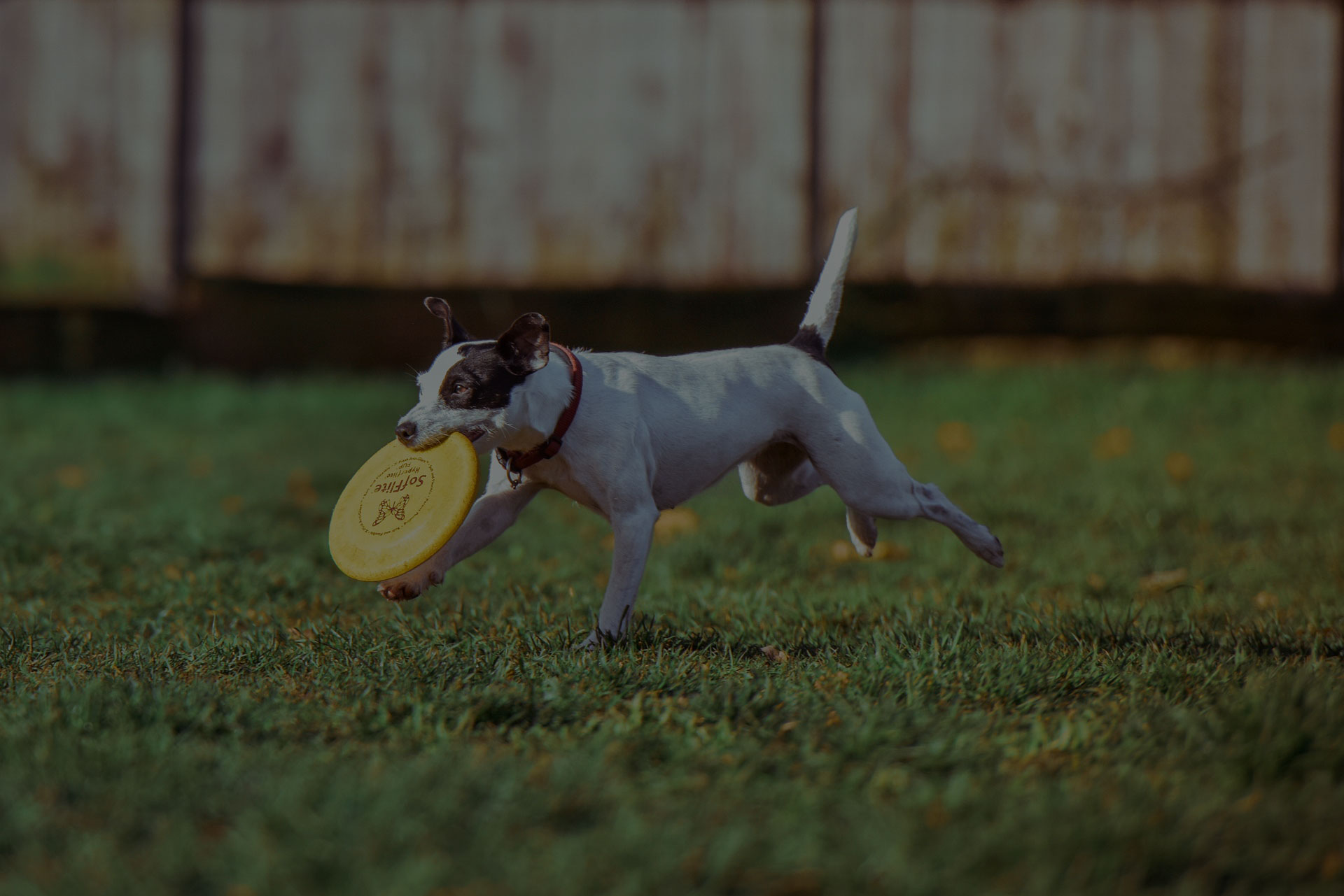 dog running on grass holded freespee in mouth