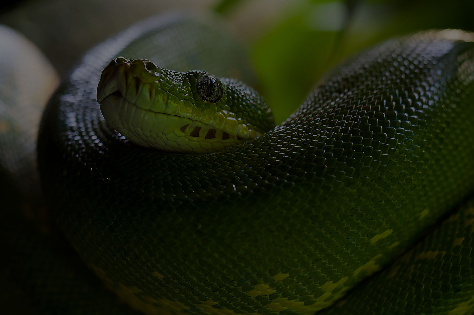 Green Snake
