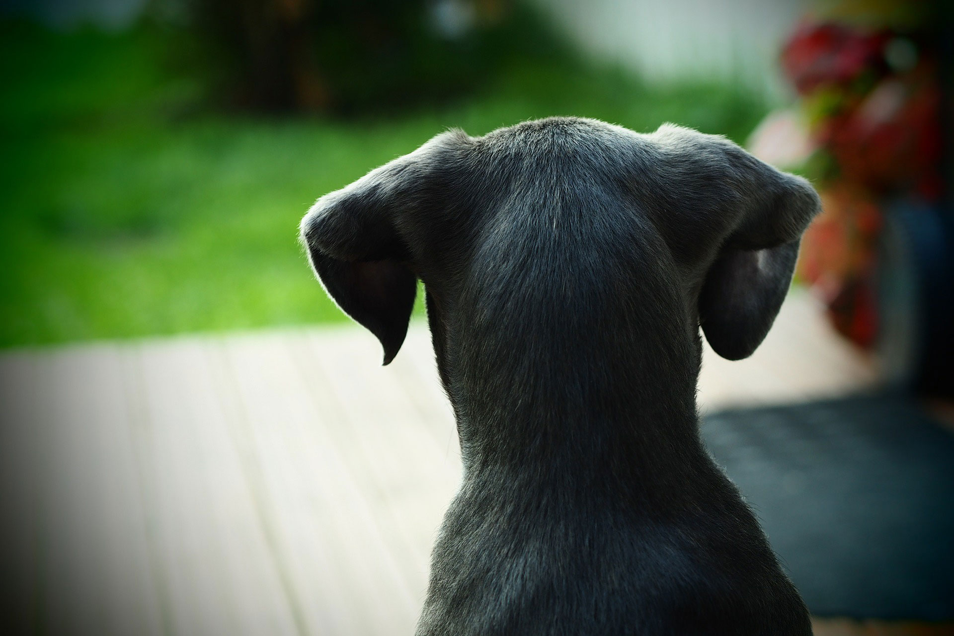 back view of black dog looking at front of garden