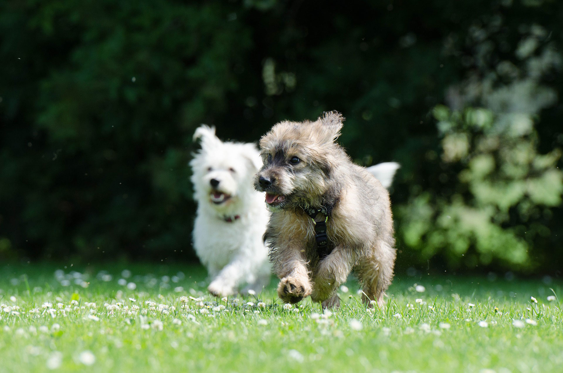 Running dogs on grass