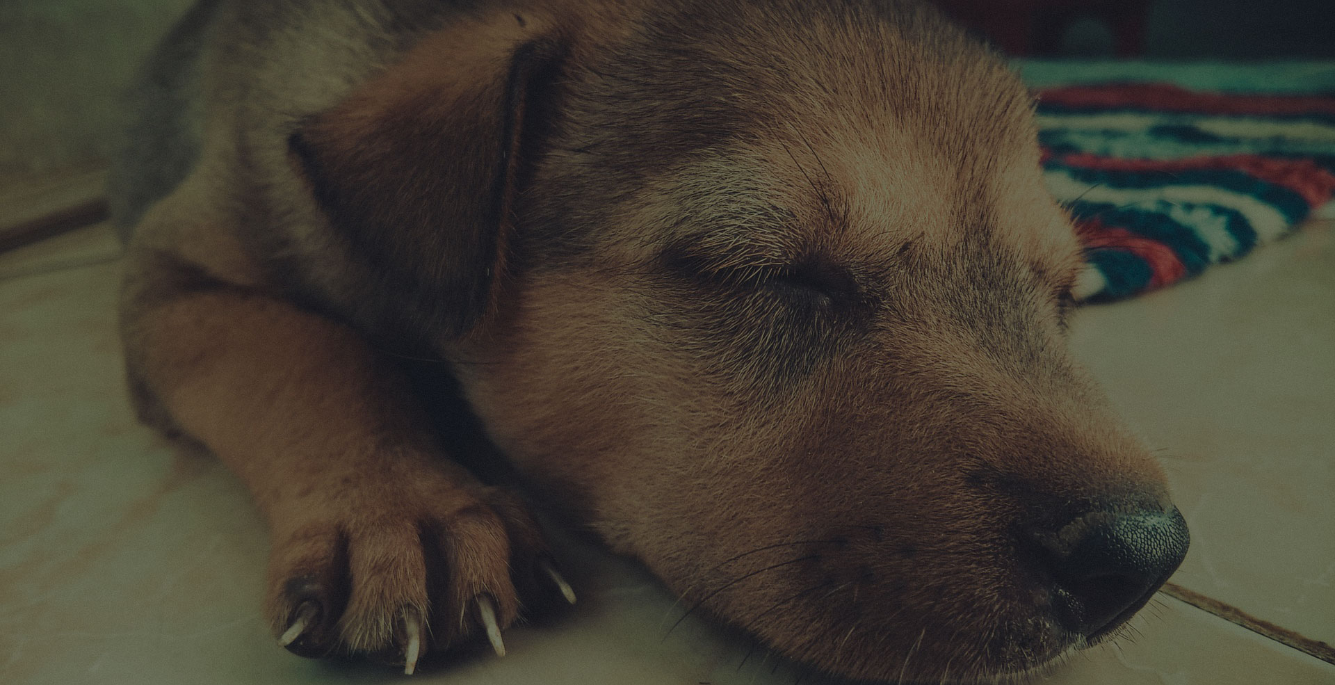 Sleeping Puppy on floor