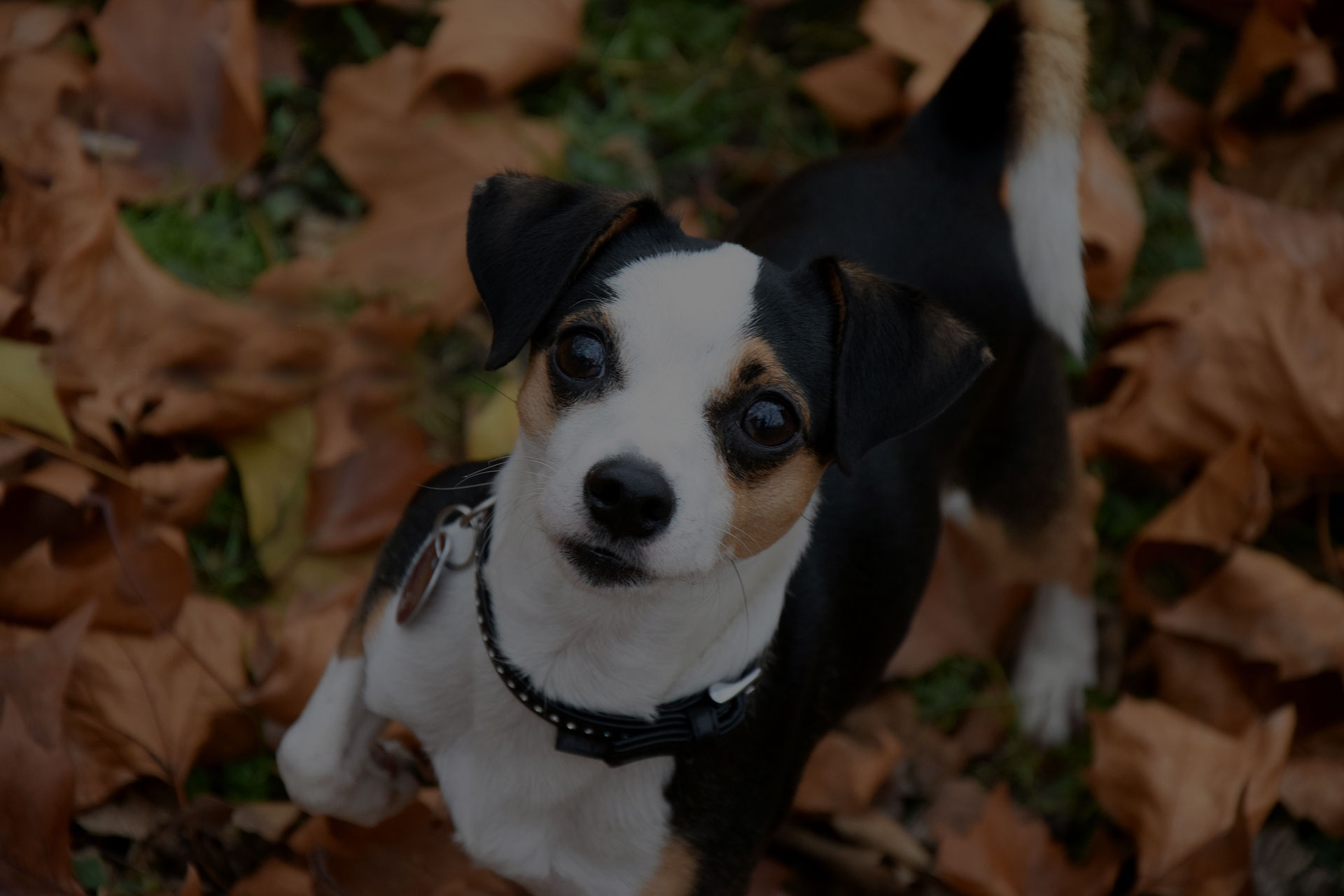 Cute Dog watching up