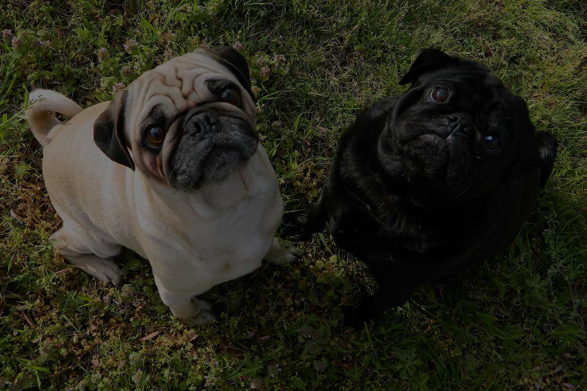 two pug dogs watching up