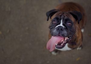 Funny smiling boxer dog looking into the camera
