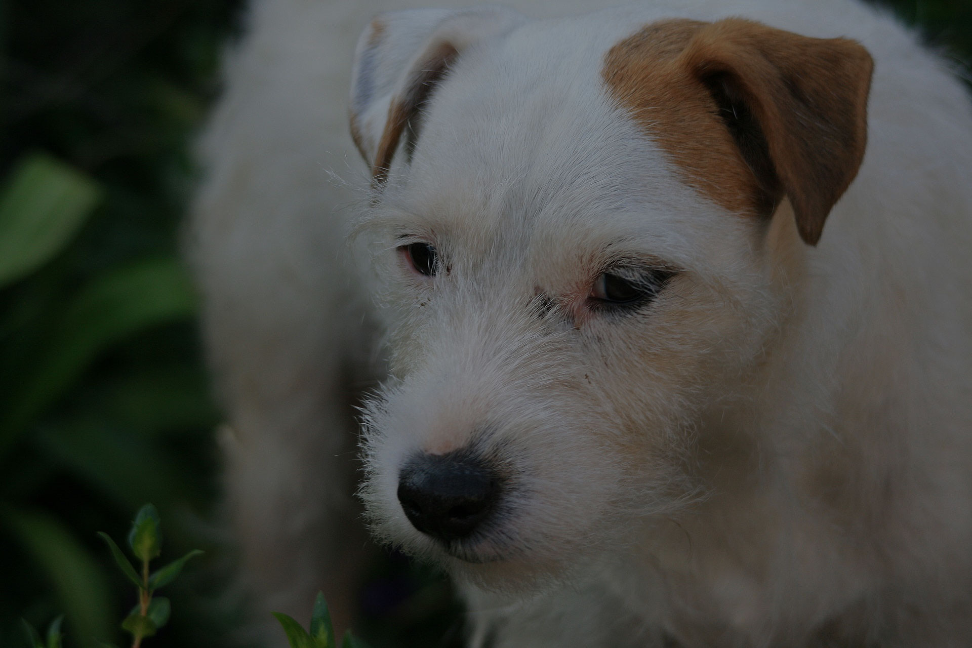 focus lovely white dog that looking front