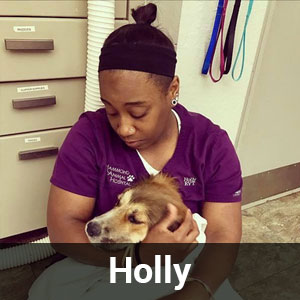 holly