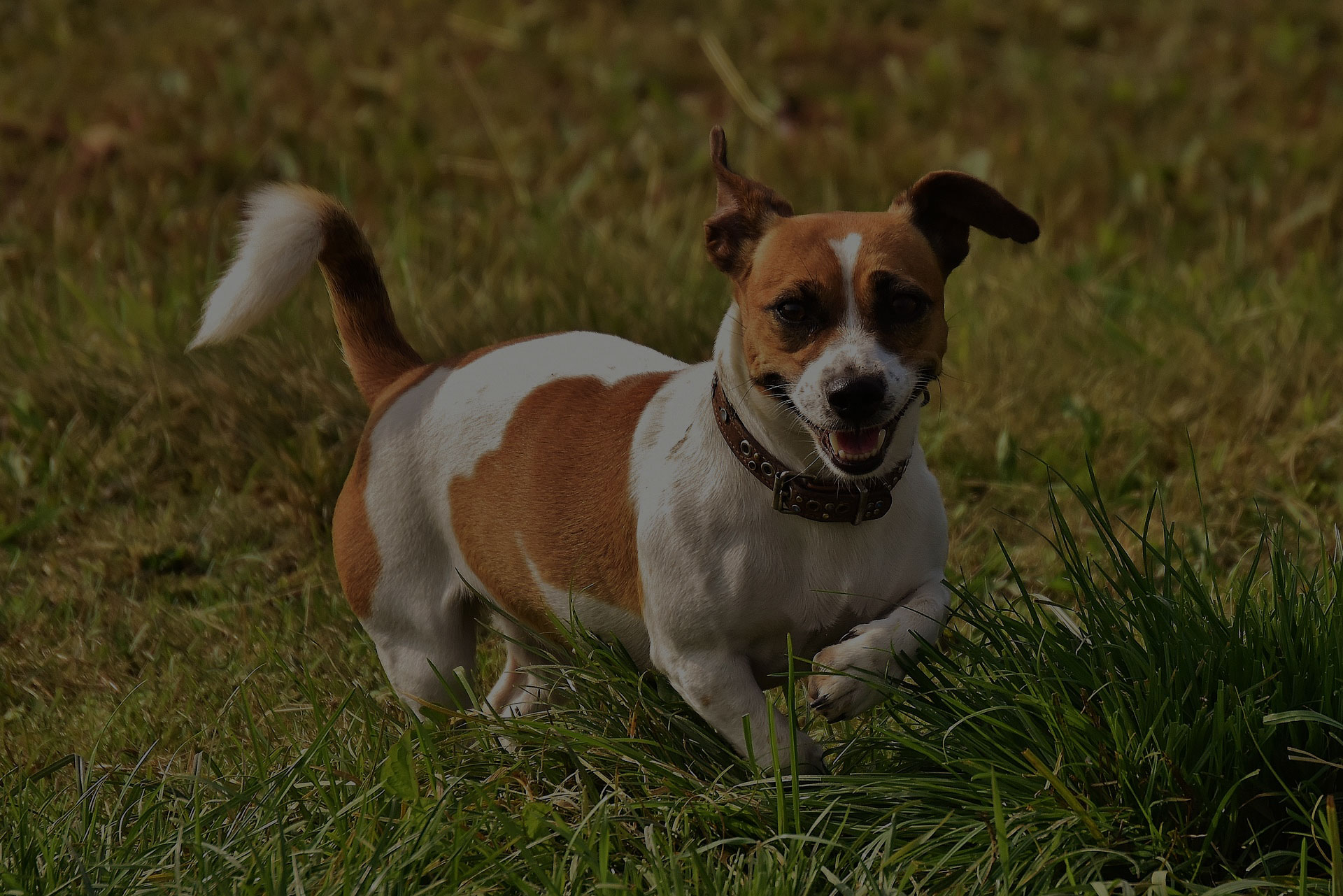 Jack Russell, Terrier, Play, Meadow, Race, Dog, Animal