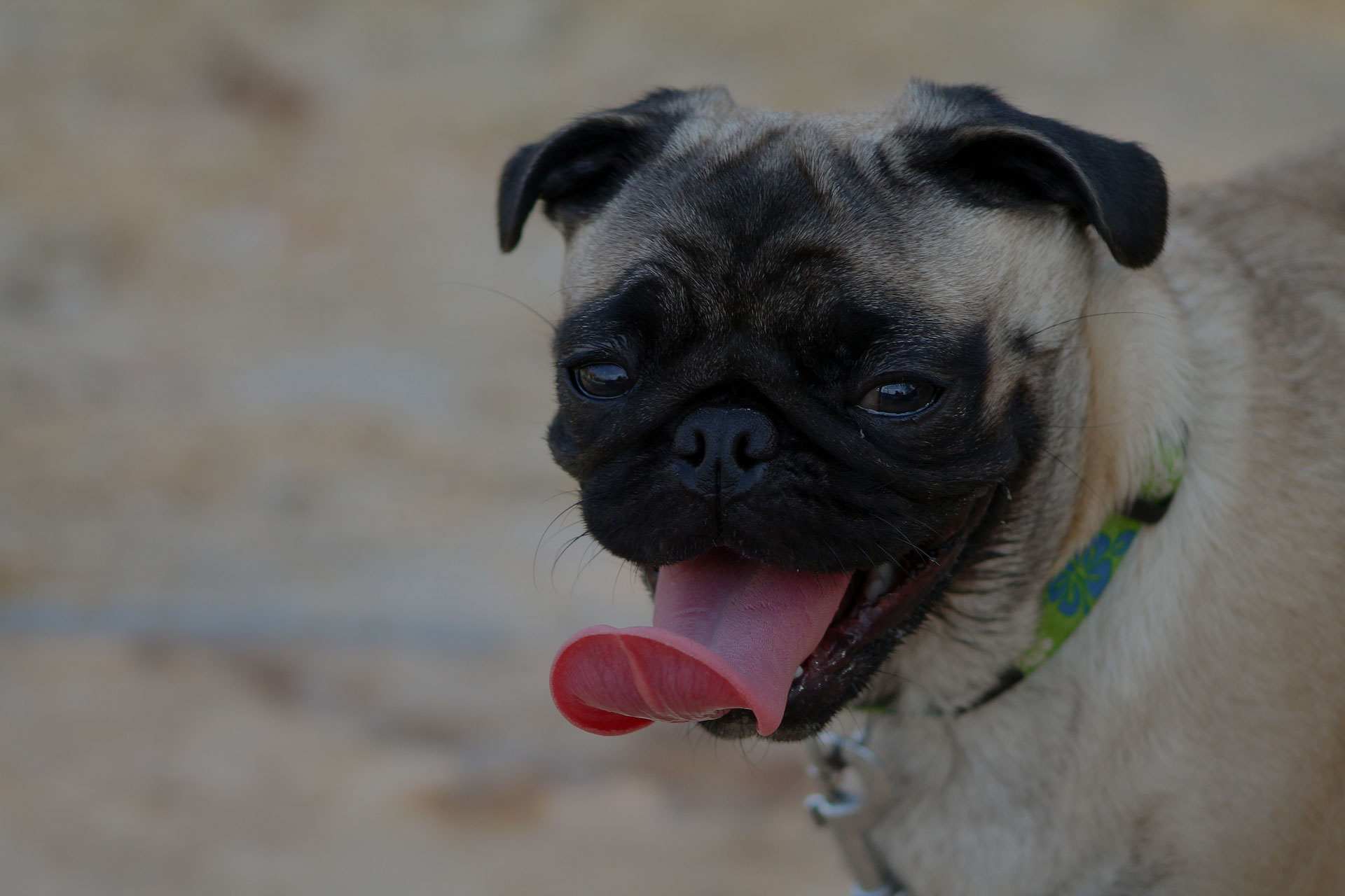 Little pug shows his pink tonque