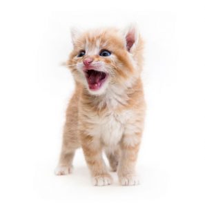 Cute Cat on white background