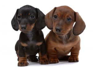 Pair of Smooth-haired Dachshunds isolated on white