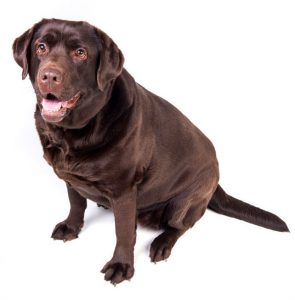 Chocolate labrador dog girl is isolated on the white background