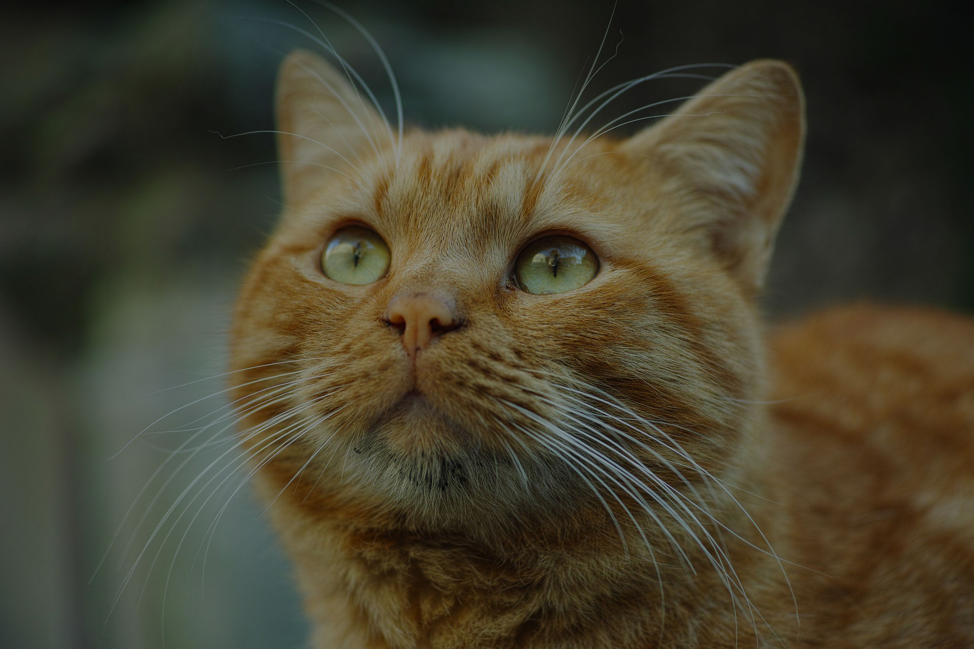 portrait of orange tabby cat looking up