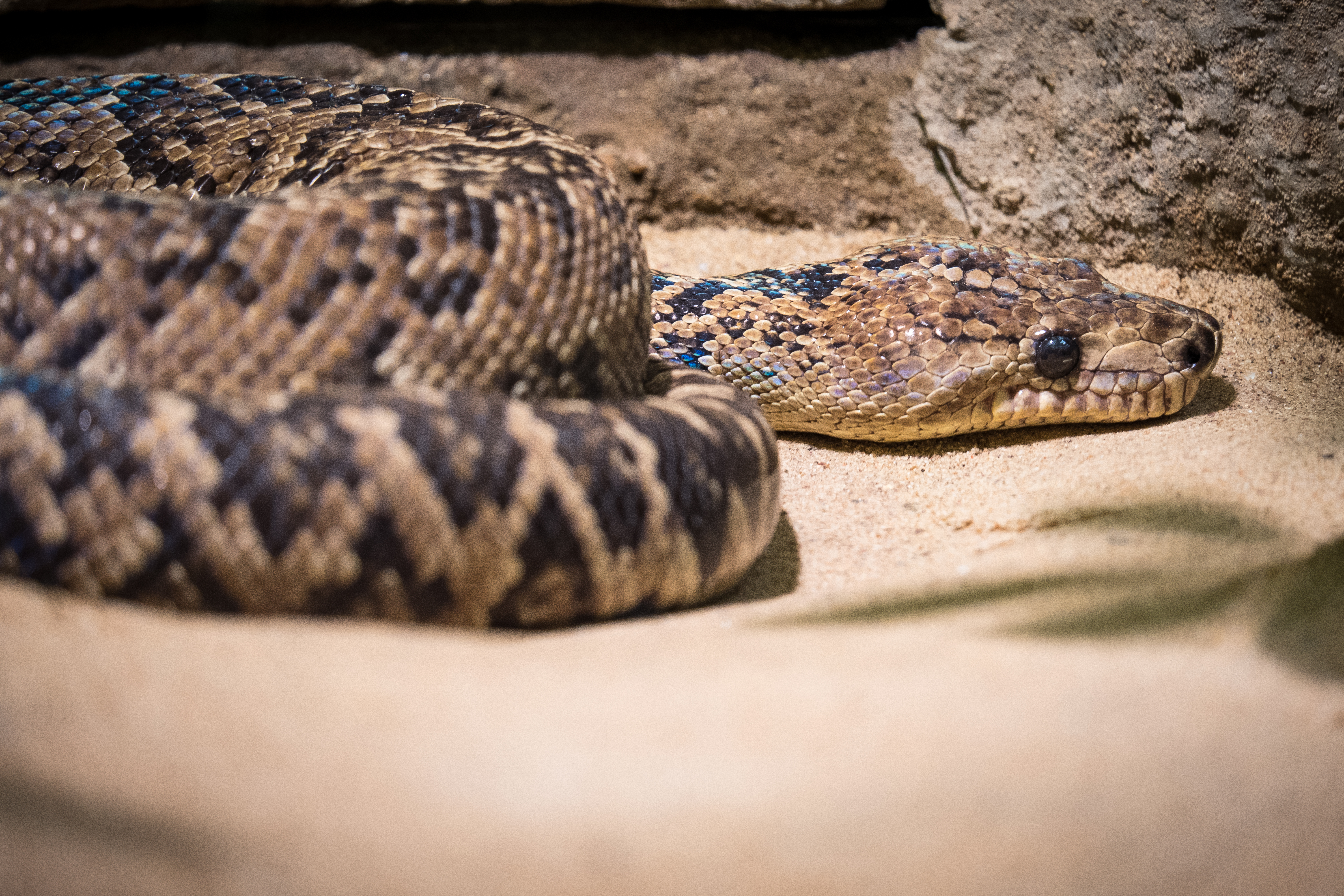 Chilabothrus angulifer (Cuban boa, Cuban tree boa) lying in the sand and waiting