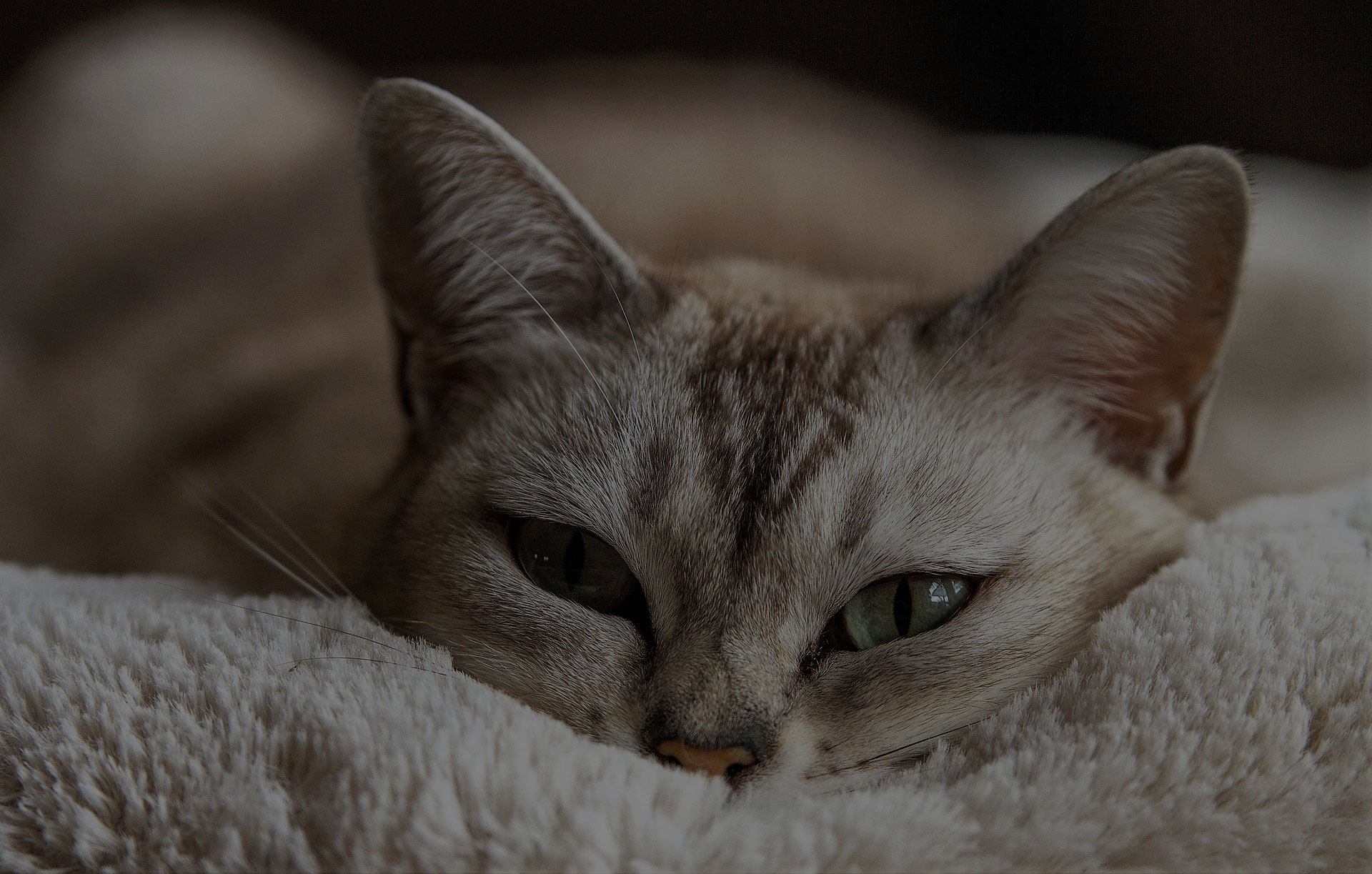 brown Tabby cat laying down on white mat